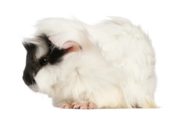 Abyssinian Guinea pig, Cavia porcellus, sitting in front of white background — Stock Photo, Image