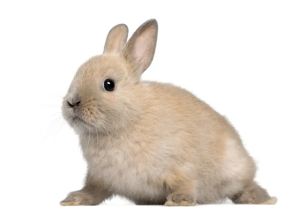 Młodego królika przed białym tle — Zdjęcie stockowe