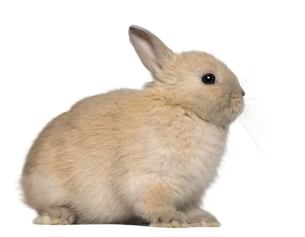 Young rabbit, sitting in front of white background — Stock Photo, Image