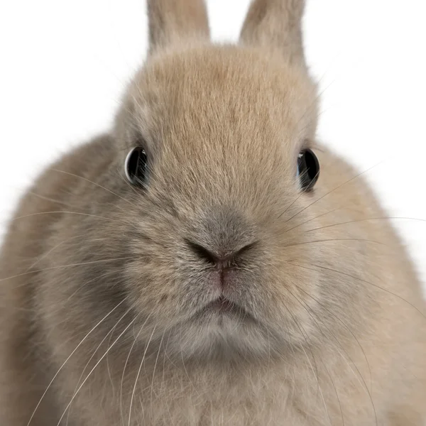 Beyaz arka plan önünde genç tavşan Close-Up — Stok fotoğraf