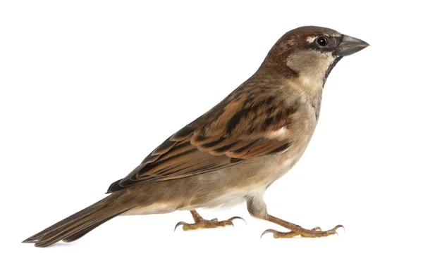 Male House Sparrow - Passer domesticus (5 months old) — Stock Photo, Image