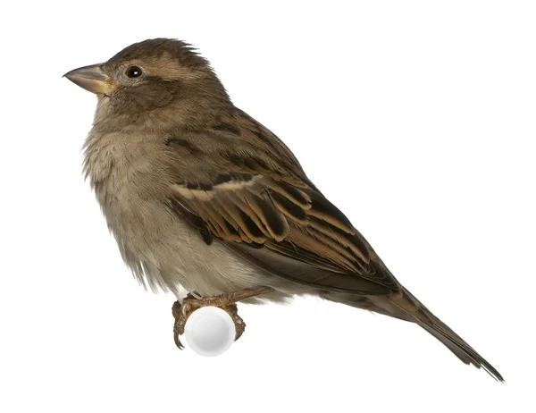 Самка House Sparrow - Pfdomesticus (5 месяцев) ) — стоковое фото