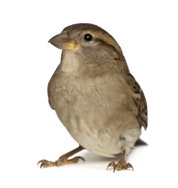 Самка House Sparrow - Pfdomesticus (5 месяцев) ) — стоковое фото