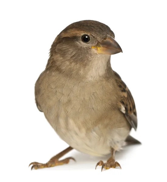Male House Sparrow - Passer domesticus (5 meses ) — Fotografia de Stock