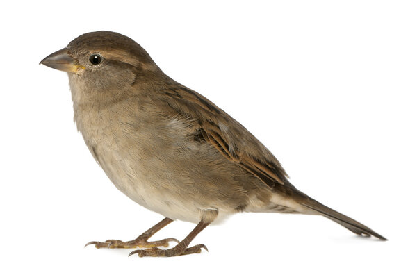 самка House Sparrow - Pfdomesticus (5 месяцев)
)