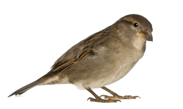 Male House Sparrow - Passer domesticus (5 meses ) — Fotografia de Stock