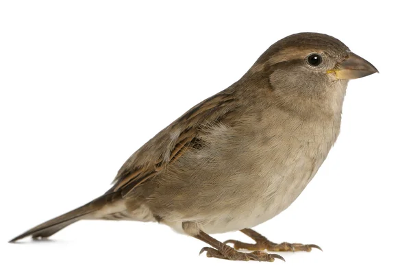 Mužské House Sparrow - Passer domesticus (5 měsíců starý) — Stock fotografie