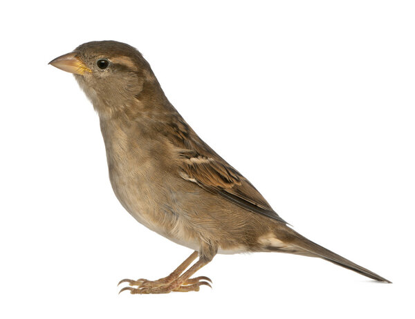 самка House Sparrow - Pfdomesticus (5 месяцев)
)