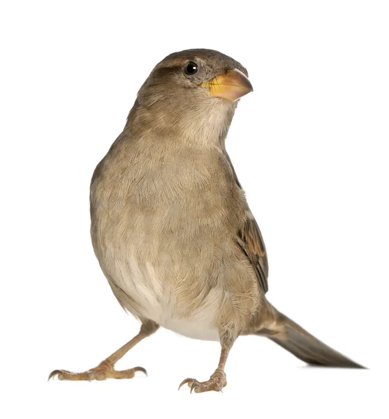 Mužské House Sparrow - Passer domesticus (5 měsíců starý) — Stock fotografie
