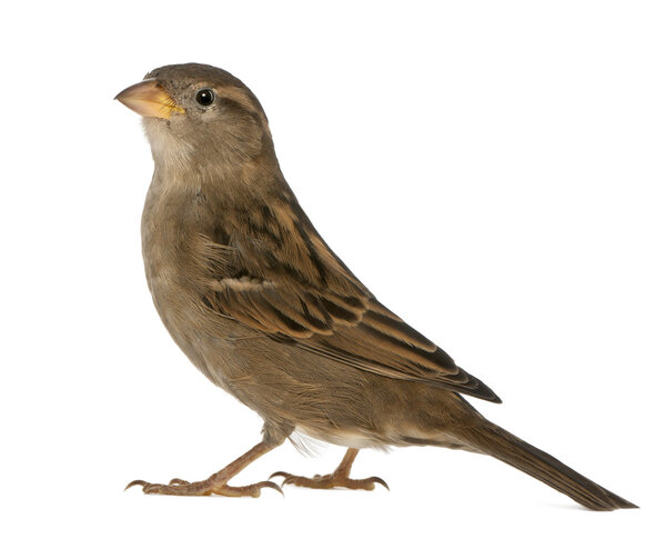 самка House Sparrow - Pfdomesticus (5 месяцев)
)