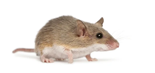 Rato pigmeu africano - Mus minutoides, o menor de todos os roedores — Fotografia de Stock