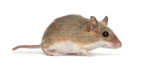 Afrikanska pygmy mouse - mus musculoides, den minsta av alla gnagare — Stockfoto