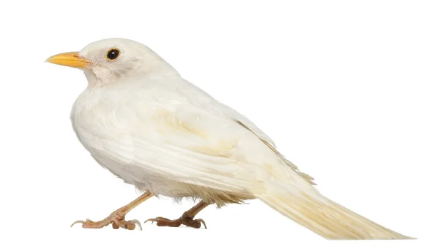 White Common Blackbird - Turdus merula — Stock Photo, Image