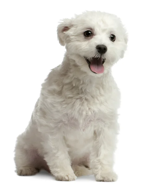 Malteserhund, 1 Jahr alt, sitzt vor weißem Hintergrund — Stockfoto