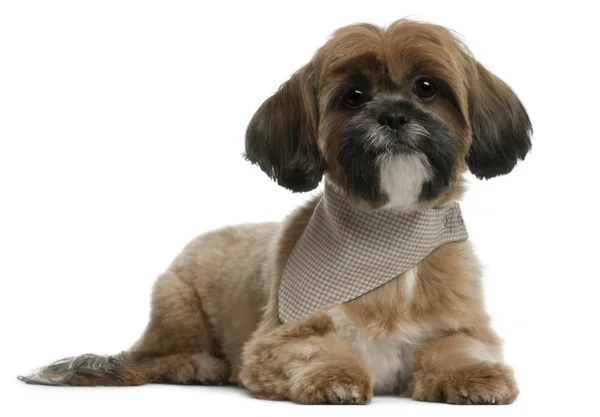 Lhassa Apso, 1 year old, lying in front of white background — Stock Photo, Image