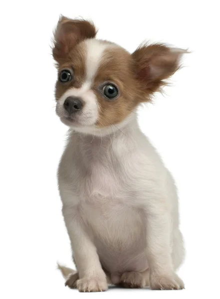 Chihuahua, 3 meses, sentado em frente ao fundo branco — Fotografia de Stock