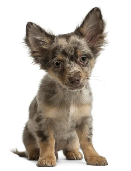 Chihuahua, 4 maanden oud, zitten in de voorkant van witte achtergrond — Stockfoto