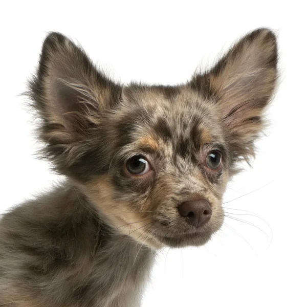 Közeli kép: Chihuahua, 4 hónapok régi, fehér háttér előtt — Stock Fotó