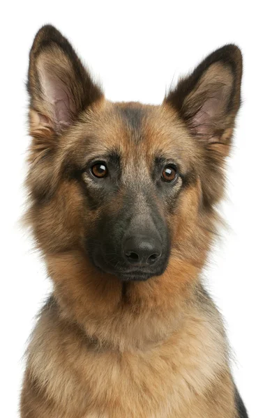 Nahaufnahme eines Schäferhundes, 3 Jahre alt, vor weißem Hintergrund — Stockfoto