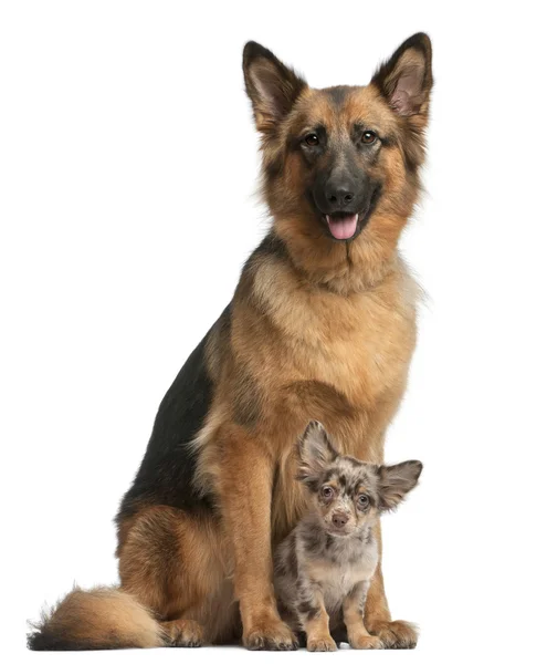 Schäferhund, 3 Jahre alt, und Chihuahua, 4 Monate alt, sitzen vor weißem Hintergrund — Stockfoto