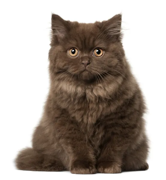 Scottish Fold cat, 18 months old, sitting in front of white background — Stock Photo, Image