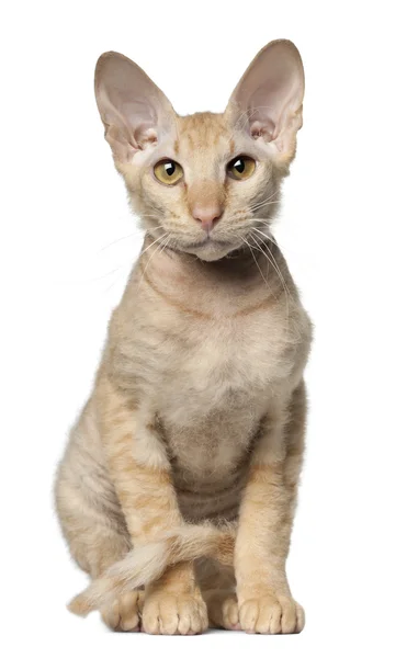 Peterbald gato, delante de blanco fondo —  Fotos de Stock