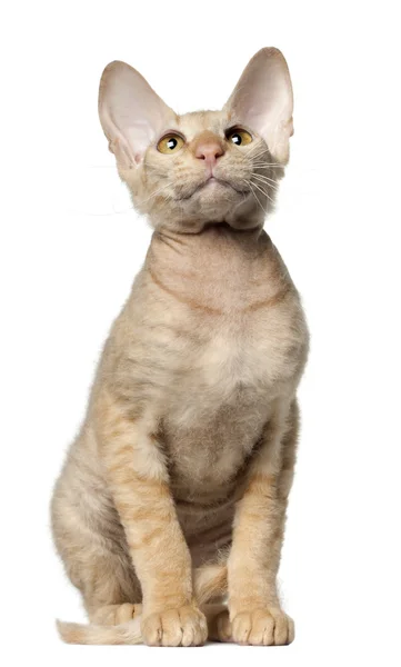 白い背景の前での peterbald 猫 — ストック写真