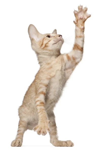 Peterbald gato, de pé na frente do fundo branco — Fotografia de Stock