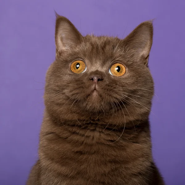 Brits korthaar kat, voor paarse achtergrond — Stockfoto