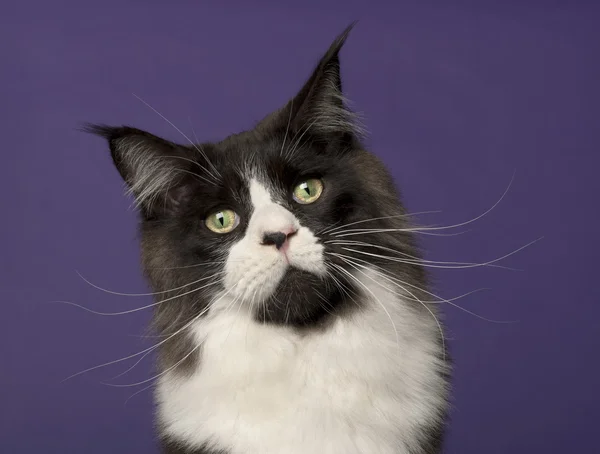 Maine Coon Katze, 15 Monate alt, vor violettem Hintergrund — Stockfoto