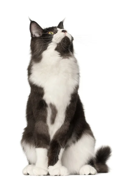 Maine Coon cat, 15 months old, sitting in front of white background — Stock Photo, Image