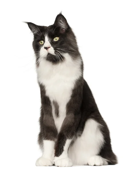 Maine Coon cat, 15 months old, sitting in front of white background — Stock Photo, Image