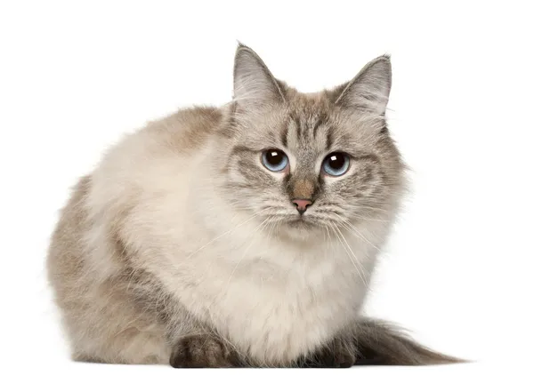 Siberian cat, in front of white background — Stock Photo, Image