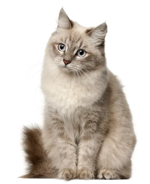 Siberian cat, sitting in front of white background — Stock Photo, Image