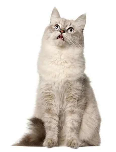 Siberian cat, sitting in front of white background — Stock Photo, Image