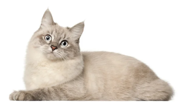 西伯利亚猫，在白色背景前 — 图库照片