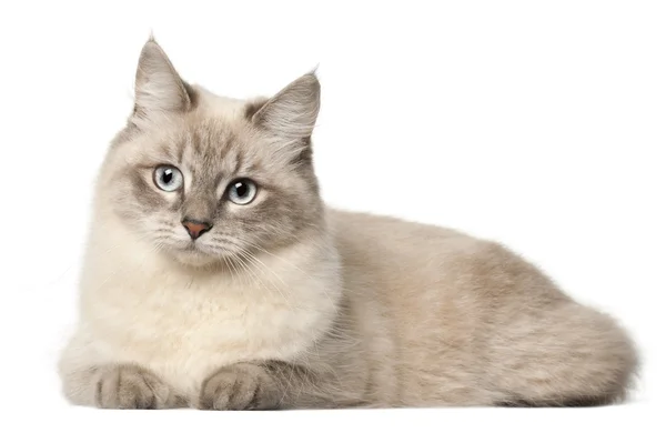 Sibirische Katze, vor weißem Hintergrund — Stockfoto
