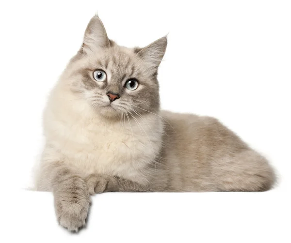 시베리아 고양이, 흰색 배경 앞 — 스톡 사진