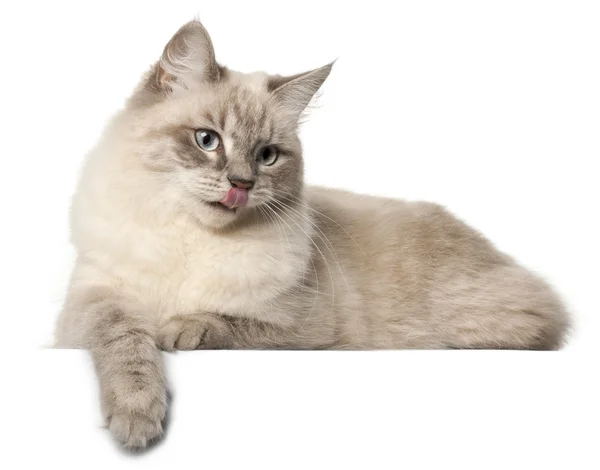 Сибирская кошка, на белом фоне — стоковое фото