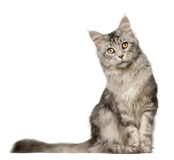 メインクーン猫ネコ、1 歳の白い背景の前に座ってください。 — ストック写真
