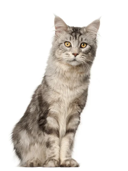 Maine Coon cat, 1 year old, sitting in front of white background — Stock Photo, Image