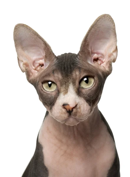 Sphynx cat, 7 months old, in front of white background — Stock Photo, Image