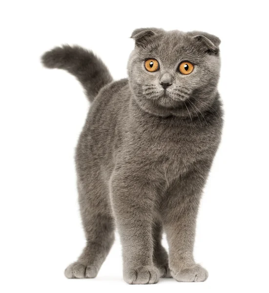 Scottish Fold kitten, 4 months old, standing in front of white background — Stock Photo, Image