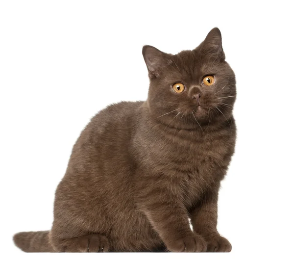 Brytyjski Stenografia kot, kotek, 4 miesiące, siedząc w tle — Zdjęcie stockowe