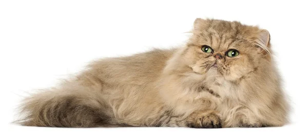 Персидский кот, на белом фоне — стоковое фото