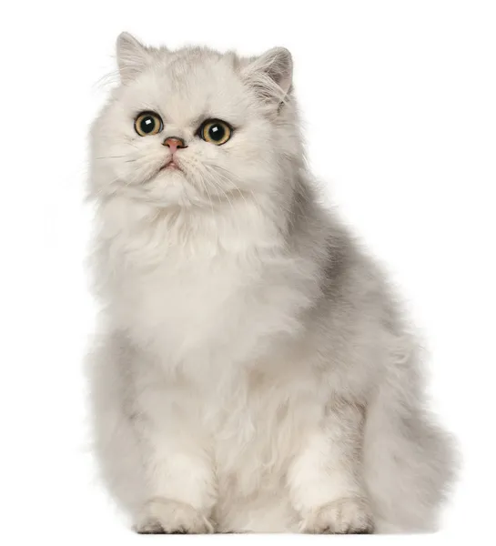 Perzische kat, zit op witte achtergrond — Stockfoto