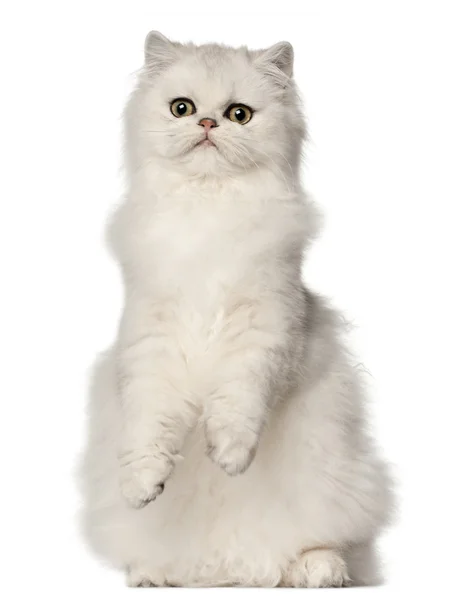Gato persa, sentado frente al fondo blanco — Foto de Stock