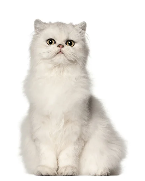 Gato persa, sentado frente al fondo blanco — Foto de Stock