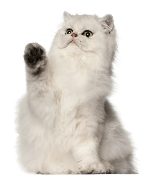 Persisk katt, sitter framför vit bakgrund — Stockfoto