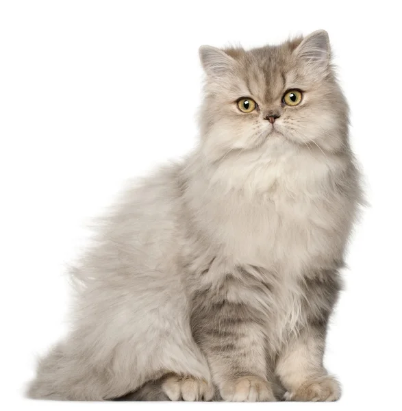 Gato persa, sentado na frente do fundo branco — Fotografia de Stock